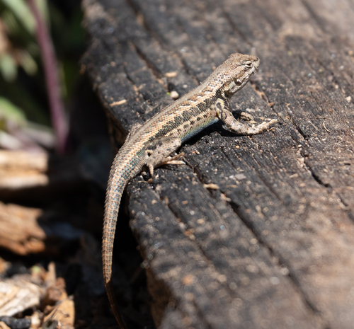 iNaturalist observation photo of Common Sagebrush Lizard