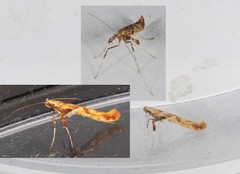Caloptilia hemidactylella