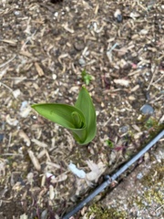 Convallaria