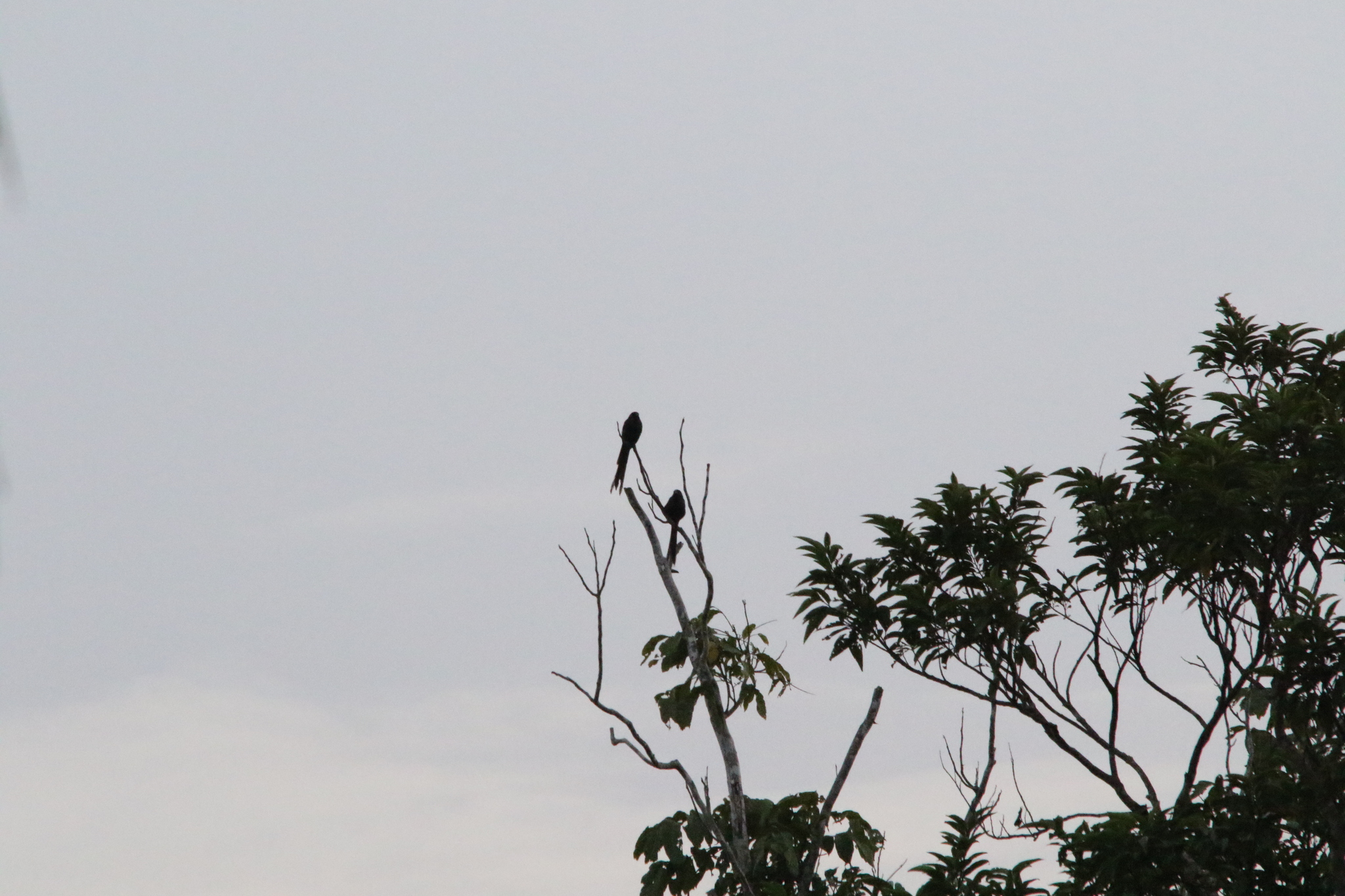 Long-tailed Starling (Aplonis magna), photo 2