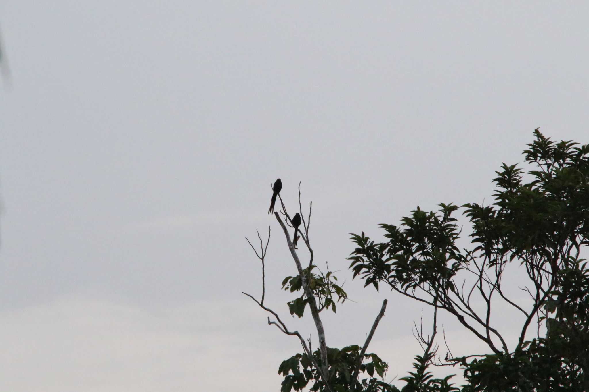 Long-tailed Starling (Aplonis magna), photo 1