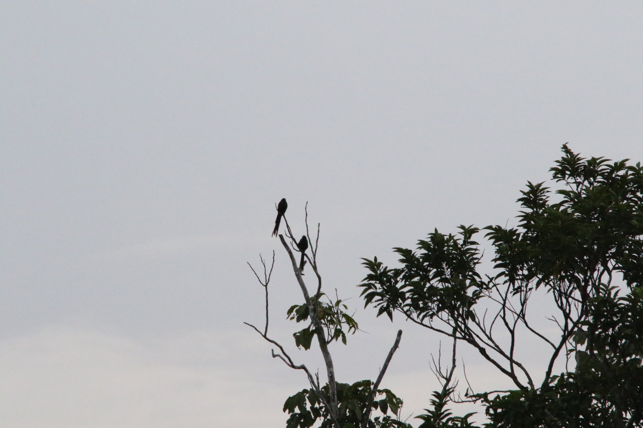 Long-tailed Starling (Aplonis magna), photo 3