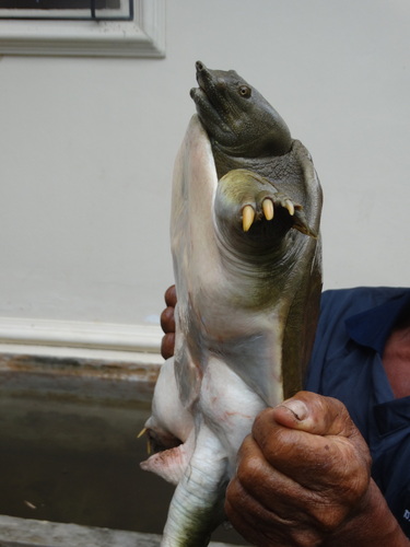 Chinese Softshell Turtle