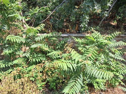 tree-of-heaven
