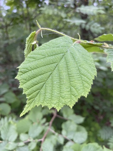 common hazel