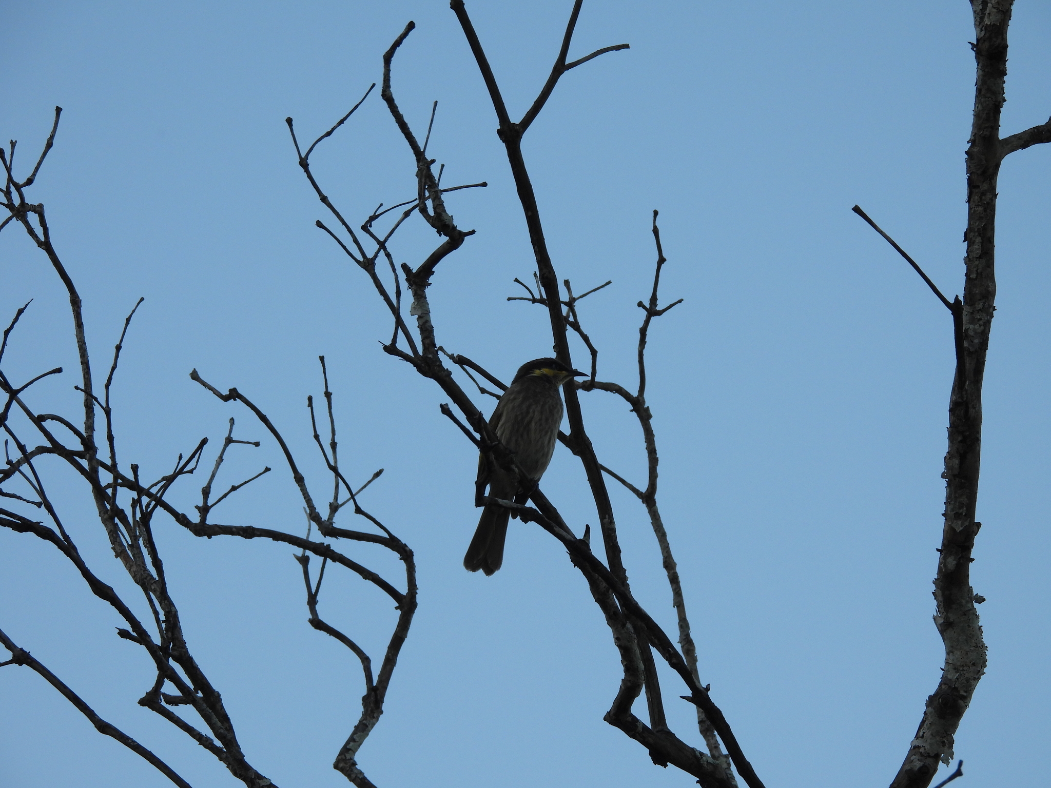 Mangrove Honeyeater (Gavicalis fasciogularis), photo 8