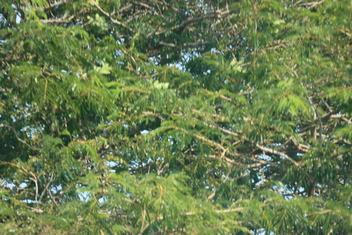 Vachellia robusta, photograph 3