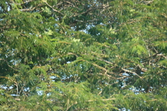(c) Tony Rebelo, some rights reserved (CC BY-SA) Vachellia robusta, photograph (c) Tony Rebelo, some rights reserved (CC BY-SA)