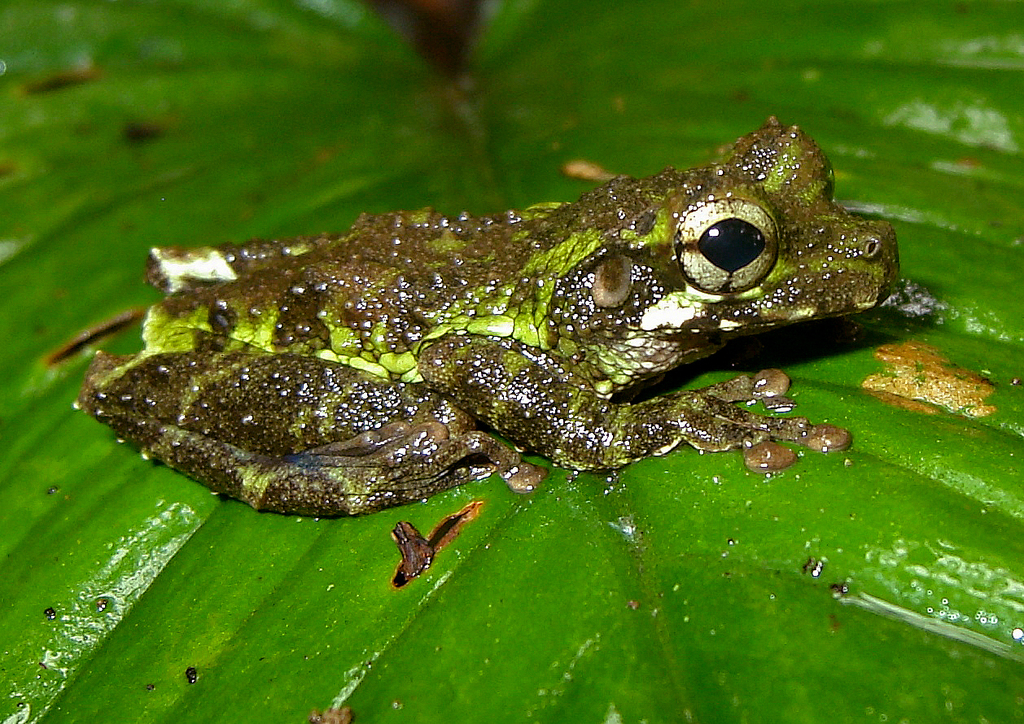Cabrera's Spiny-backed Frog