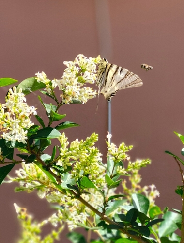 Scarce Swallowtail