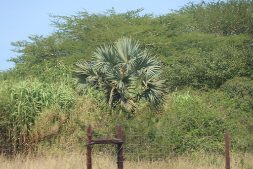 Hyphaene coriacea, photograph 4