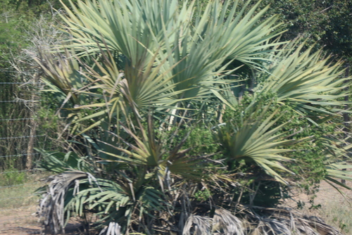 Hyphaene coriacea, photograph 3
