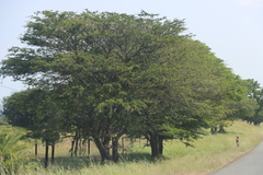 (c) Tony Rebelo, some rights reserved (CC BY-SA) Vachellia robusta, photograph (c) Tony Rebelo, some rights reserved (CC BY-SA)