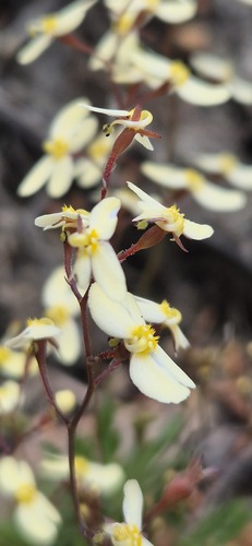 Stylidium acuminatum (Stylidium acuminatum)