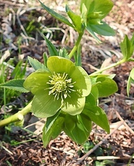 Helleborastrum