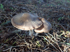 Entoloma holoconiotum