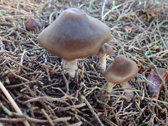 Entoloma holoconiotum