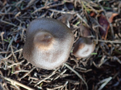 Entoloma holoconiotum