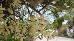 Encyclia incumbens