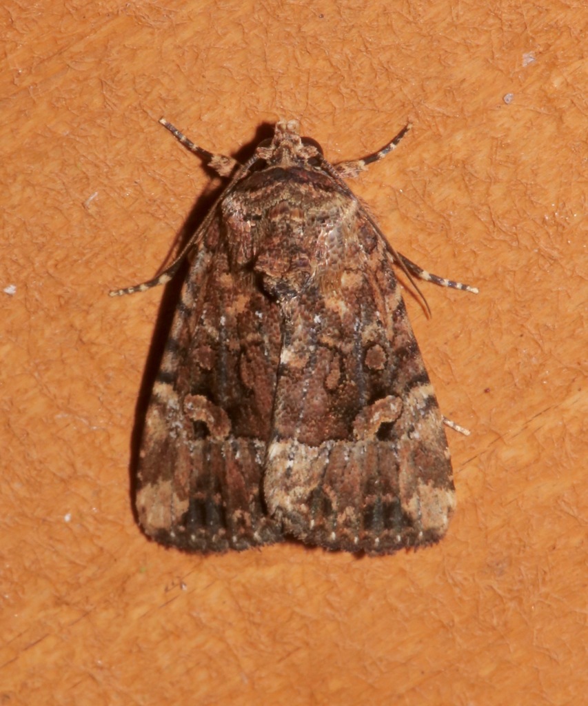 Exesa Midget Moth