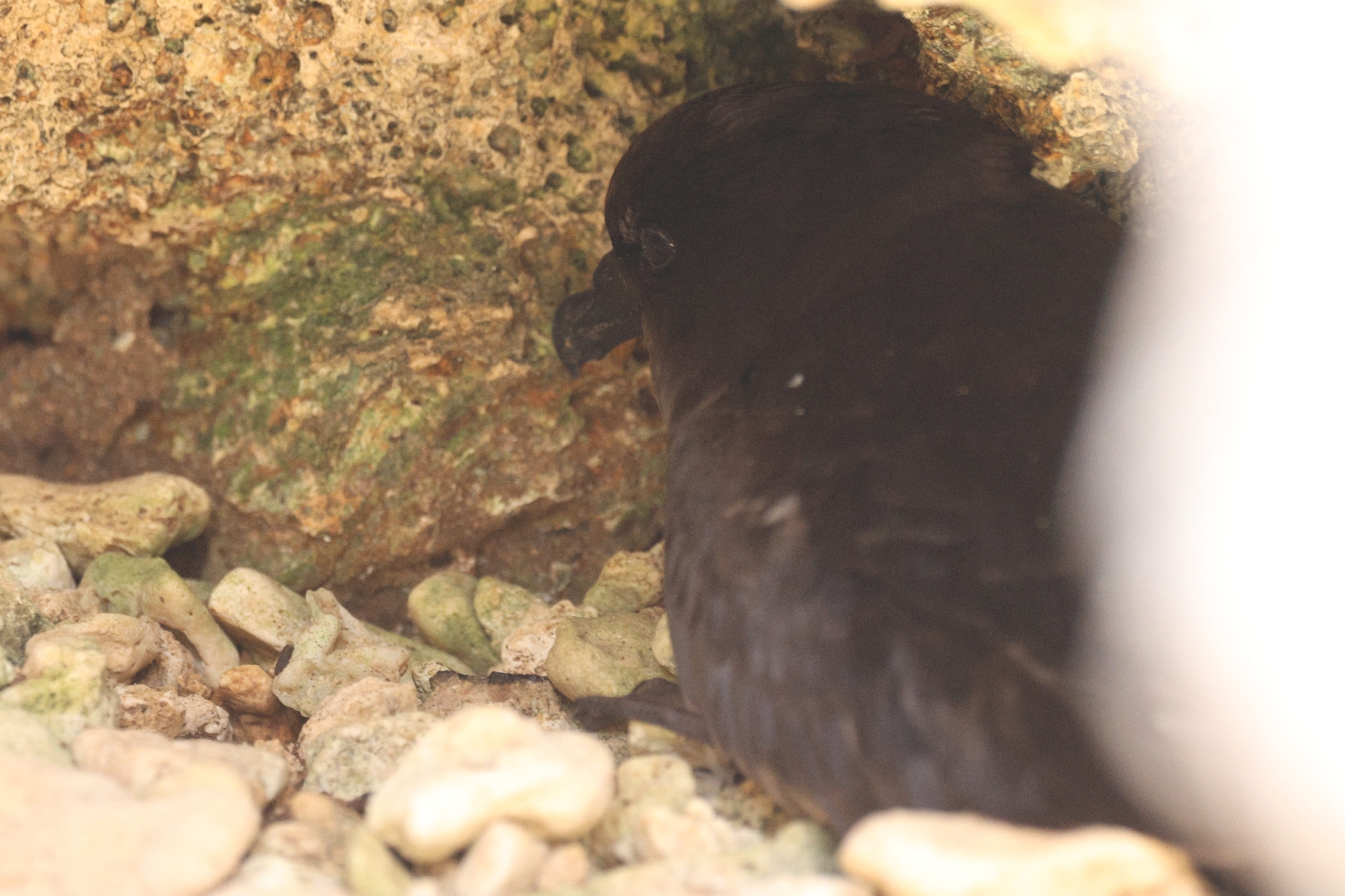 Bulwer's Petrel (Bulweria bulwerii), photo 9