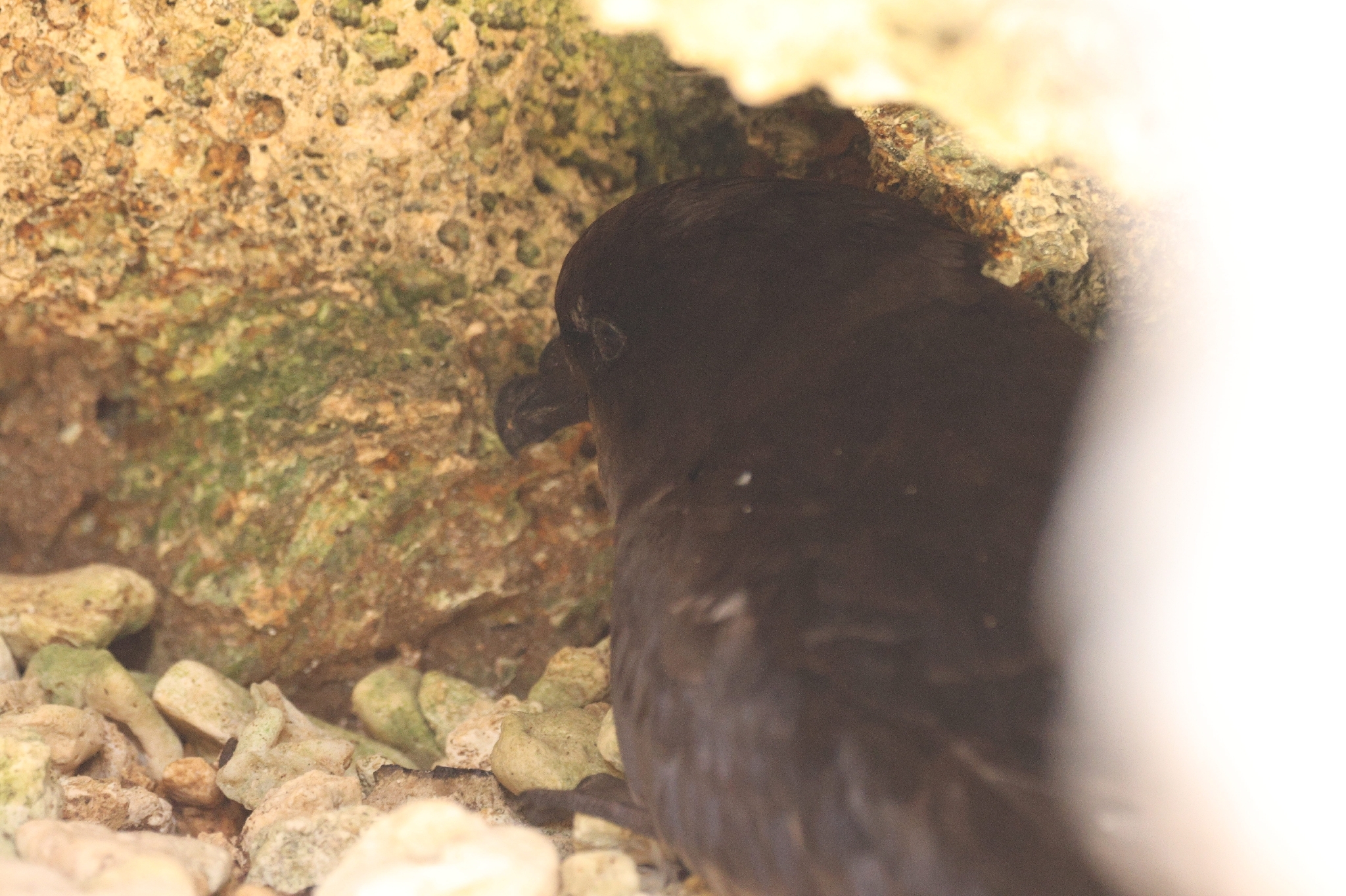 Bulwer's Petrel (Bulweria bulwerii), photo 10