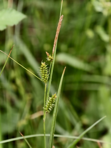 Carex punctata, photograph 5