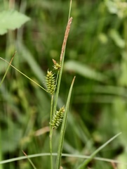 (c) fmunoz, some rights reserved (CC BY) Carex punctata, photograph (c) fmunoz, some rights reserved (CC BY)