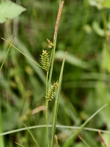 Carex punctata, photograph 6