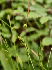 (c) fmunoz, some rights reserved (CC BY) Carex punctata, photograph (c) fmunoz, some rights reserved (CC BY)