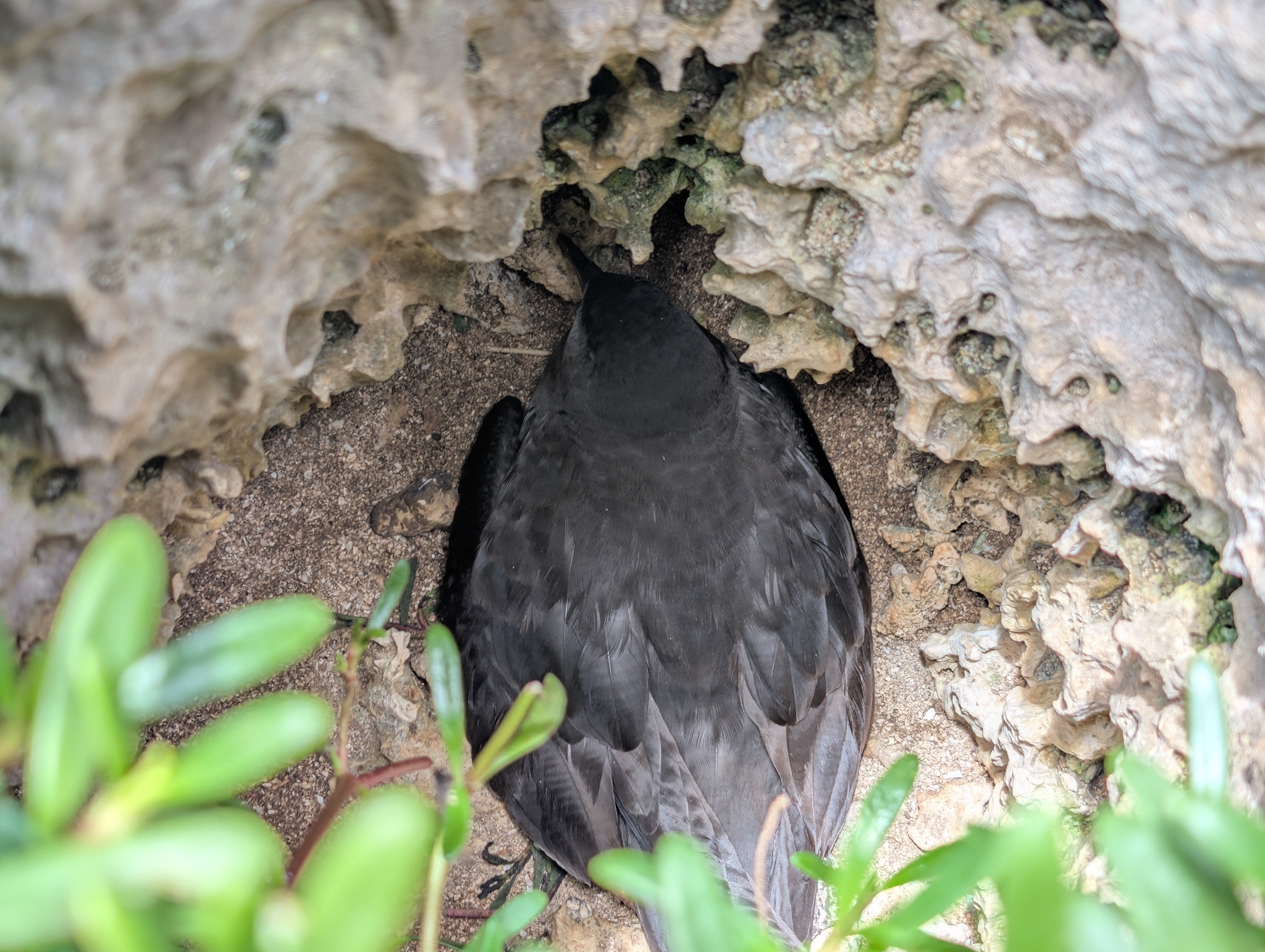 Bulwer's Petrel (Bulweria bulwerii), photo 8