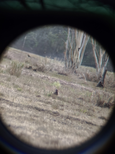 Black-eared Kite
