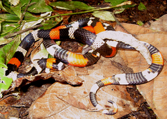 Micrurus lemniscatus helleri