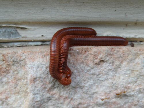 Rusty Millipede