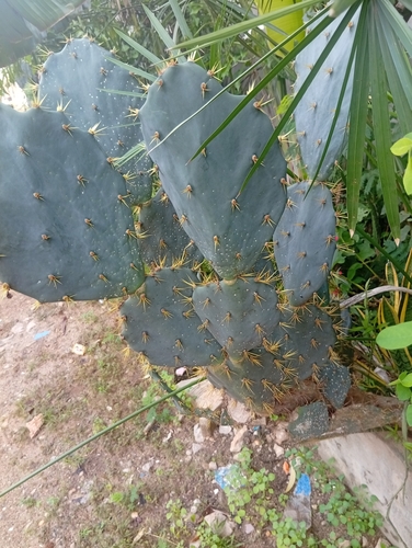 Erect Pricklypear