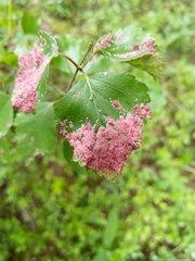 Acalitus longisetosus