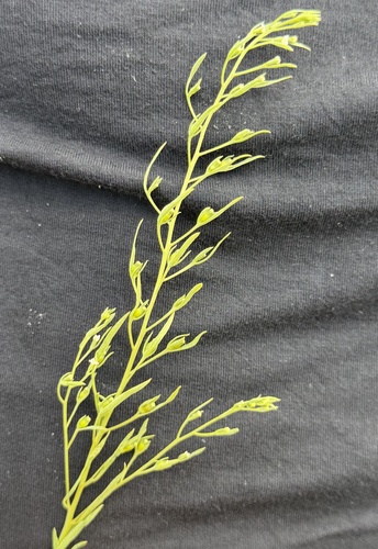 Field Bastard-toadflax