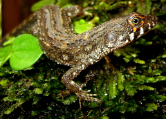 Potamites ecpleopus