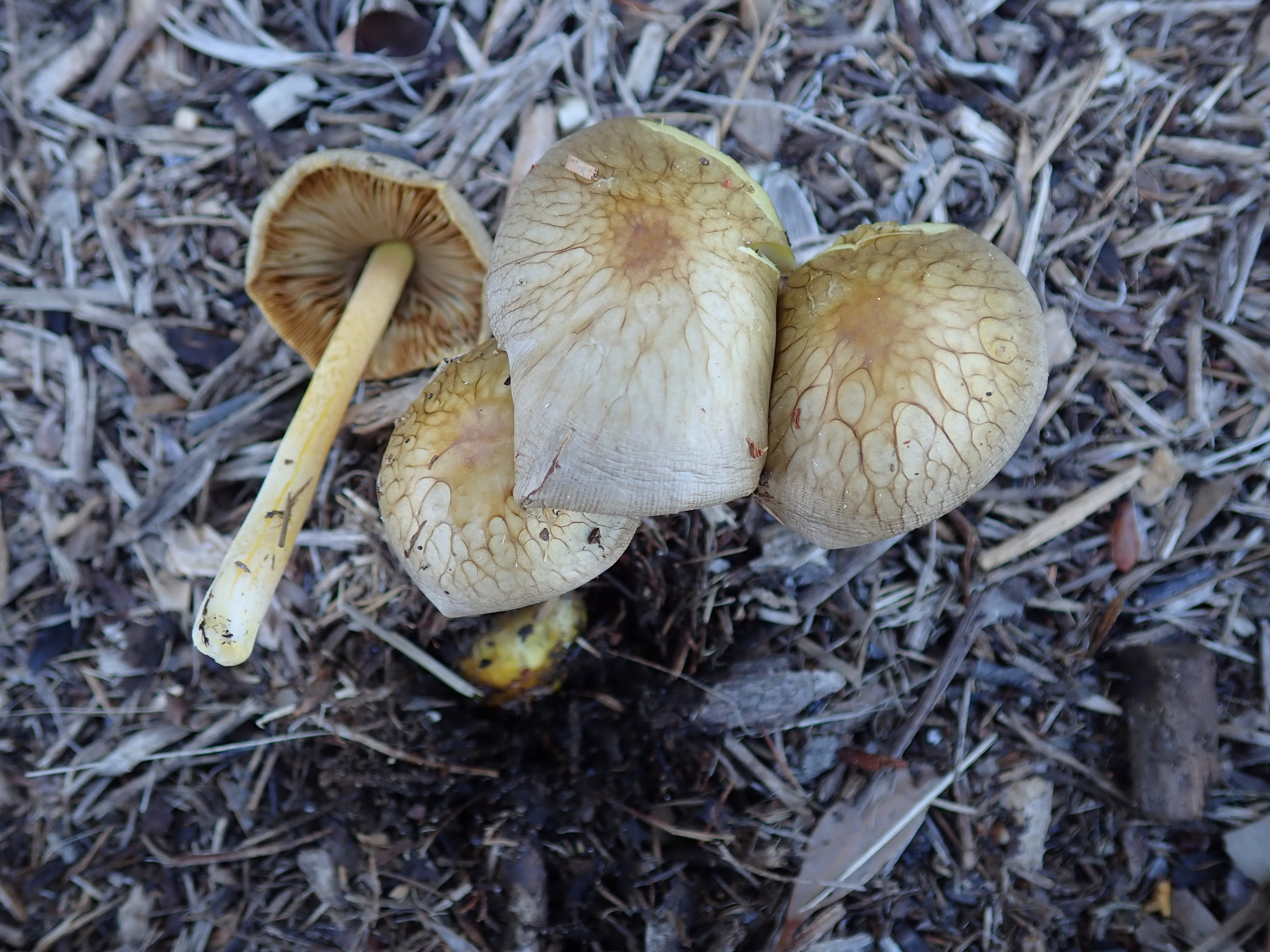 Bolbitius titubans olivaceus