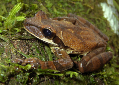Osteocephalus planiceps