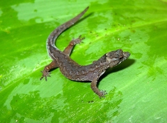 Pseudogonatodes guianensis