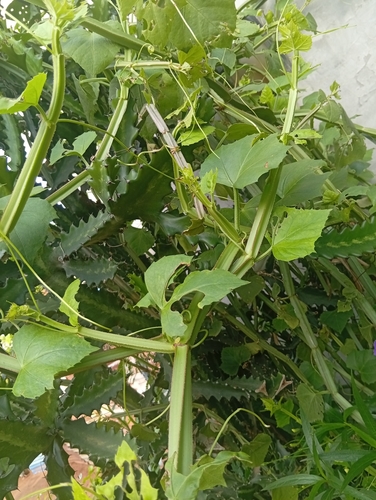 Single-stemmed Wild Grape