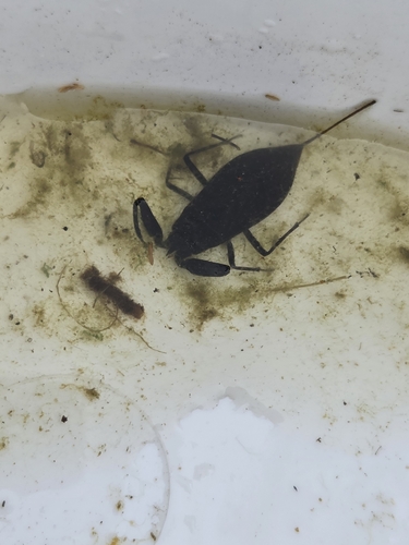 Eurasian Water Scorpion