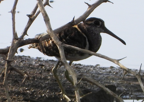 iNaturalist image