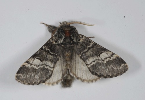 Lunar Marbled Brown