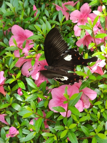 Papilio helenus nicconicolens