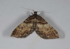 Earophila badiata