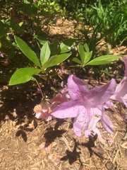 Rhododendron prinophyllum