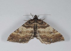 Earophila badiata