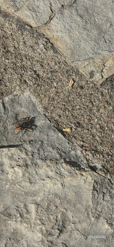 Red-bellied Jumping Spider
